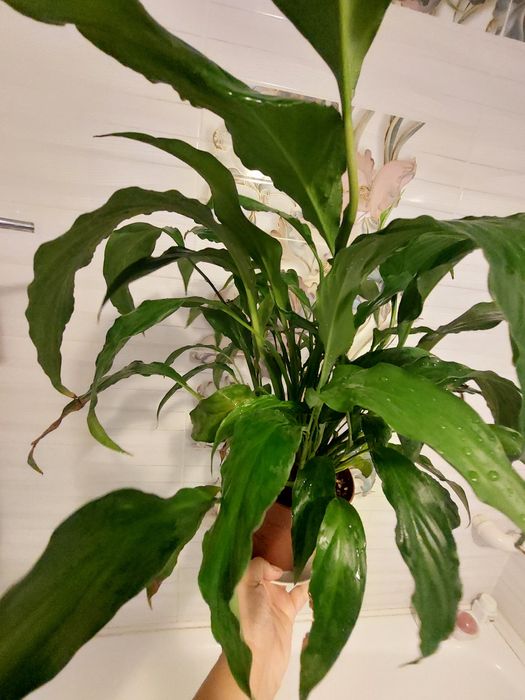 Спатіфіллум квіти білого кольору