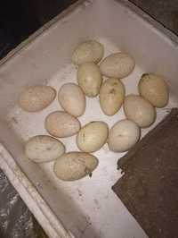 Ovos galados de perú