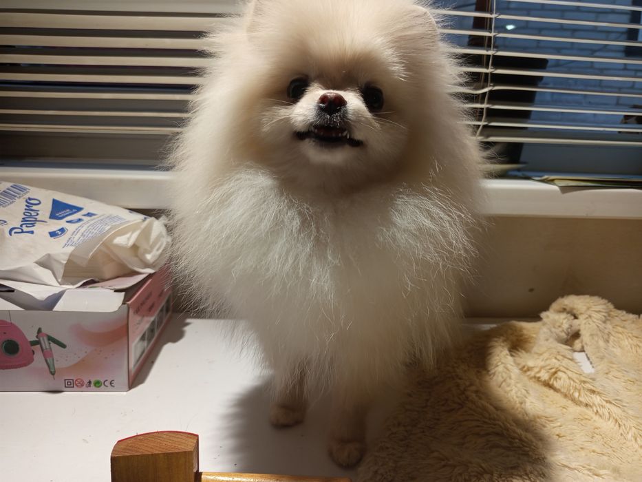 Померанський Шпіц