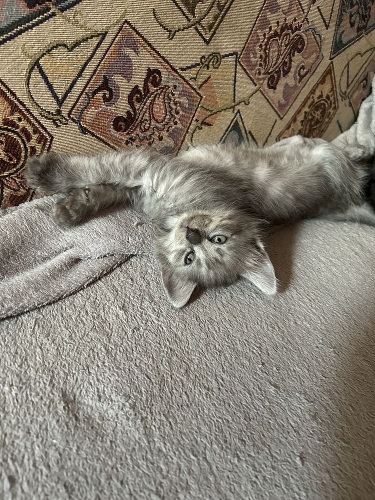Котики безкоштовно