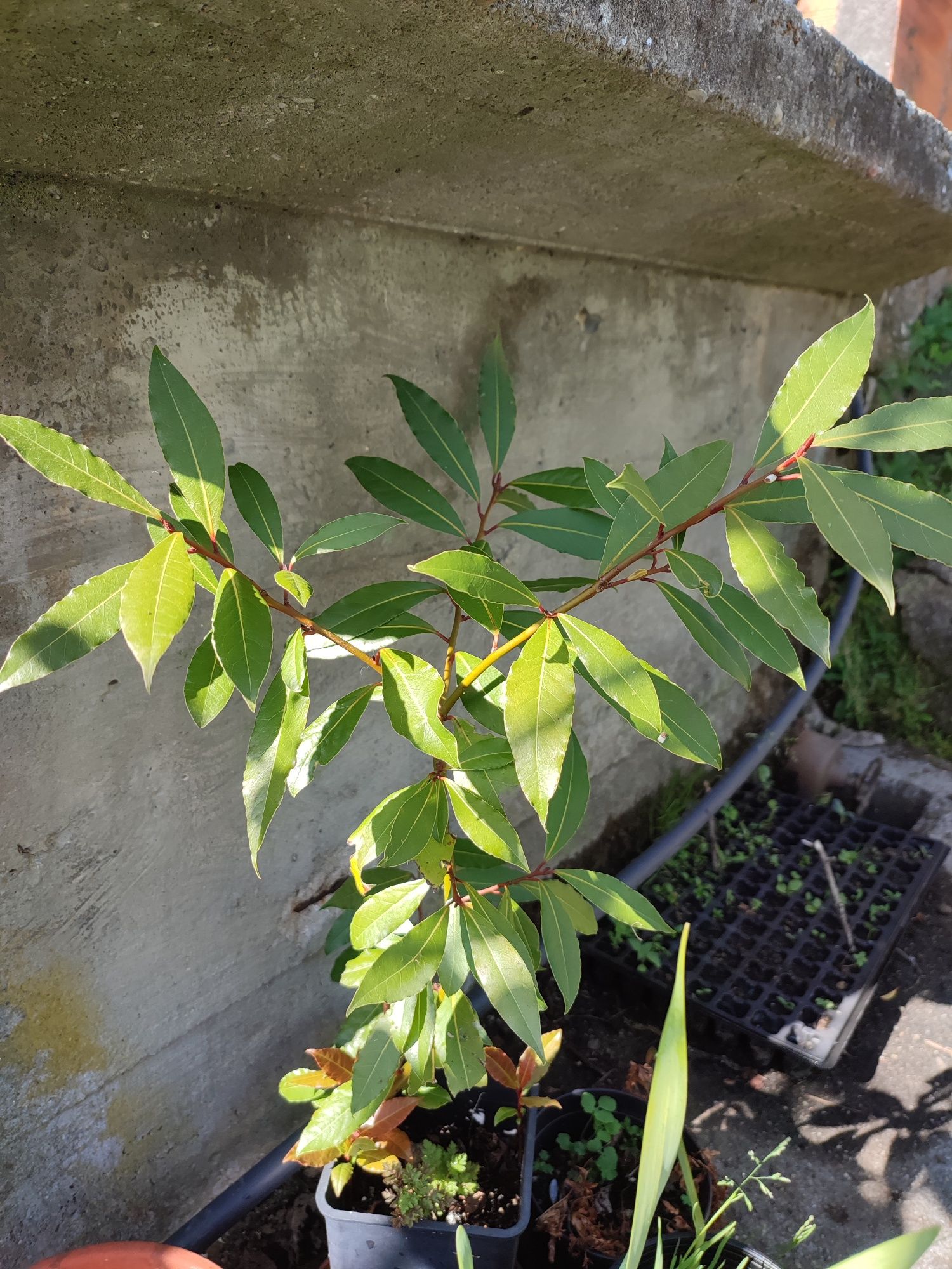 Planta árvore de louro/loureiro