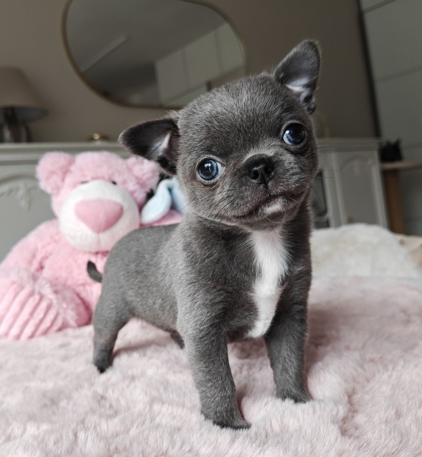 Jenet gotowa do odbioru niebieska suczka chihuahua