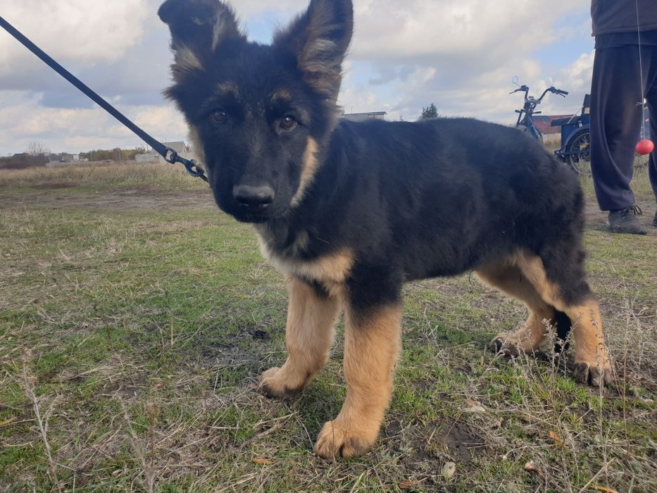 Подростки немецкой овчарки