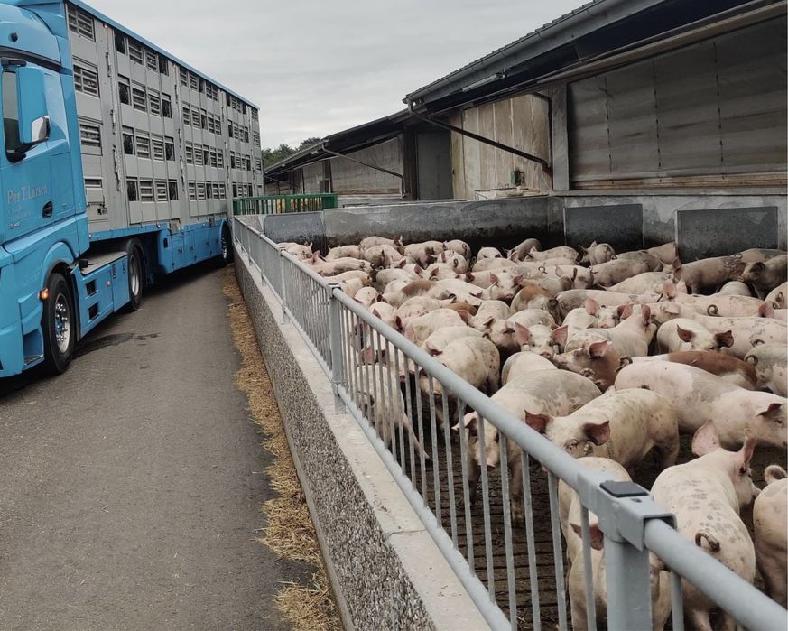 Поросята свині поросят