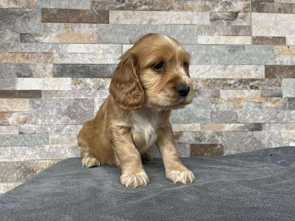 Cocker spaniel suczka