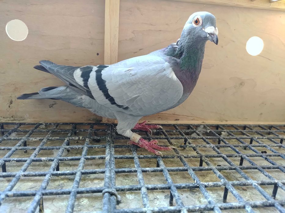 Gołębie pocztowe Samiczka org. T.Kajdzik