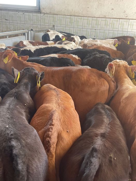 Sprzedam cielaki mięsne byczki jałóweczki