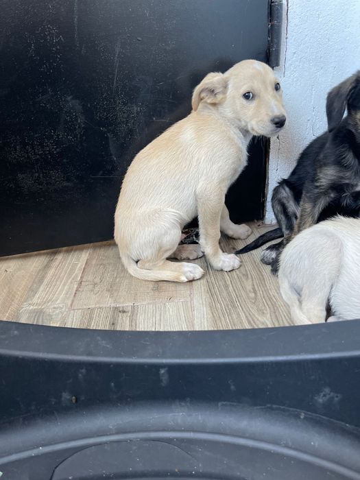 Bebés com 3 meses para adoção muito responsável