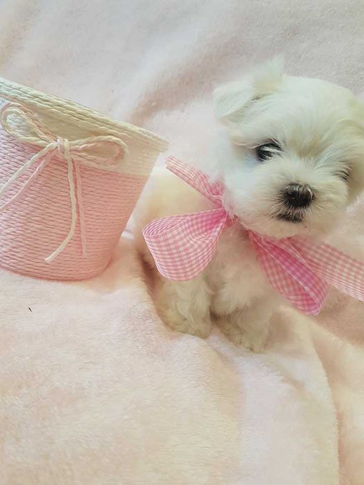 Mini Maltańczyk Piesek, rodowód, chip . Czysto biały.