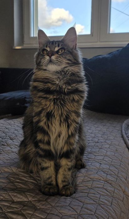 Kotka Maine Coon gotowa do zmiany domu.