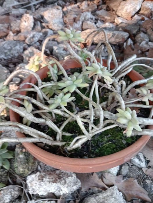 Vasos de plantas naturais