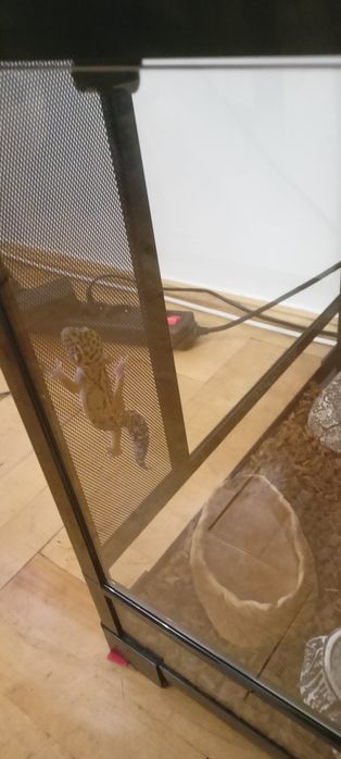 Sprzedam gekona lamparciego