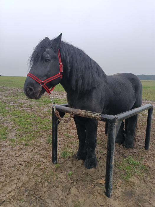 Ogier sztum reproduktor