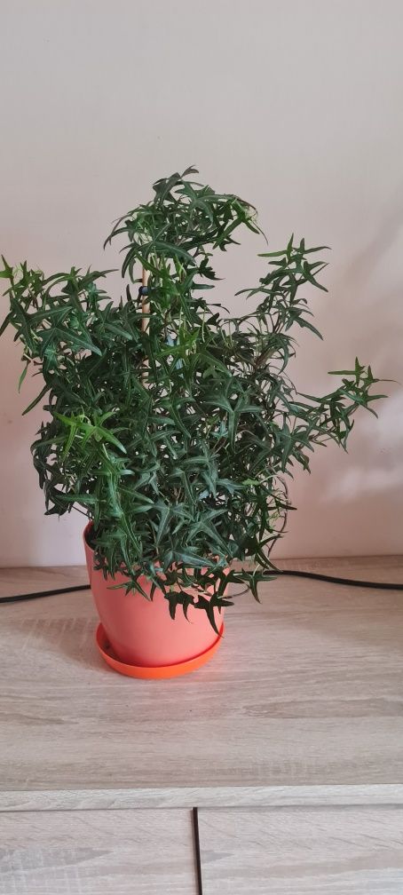 Bluszcz hedera helix