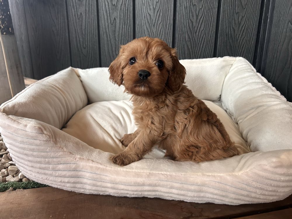 Cavapoo sunia F1