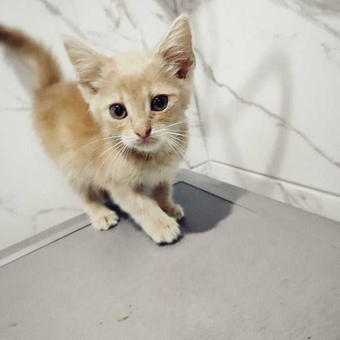 Срочно отдам котят в хорошие руки