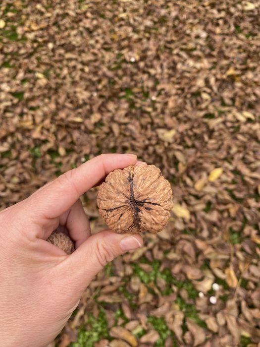 Orzechy włoskie- olbrzymy i małe
