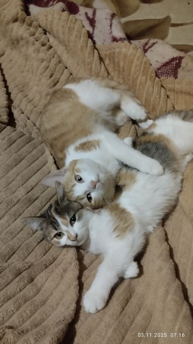 Детки ищут любящих родителей