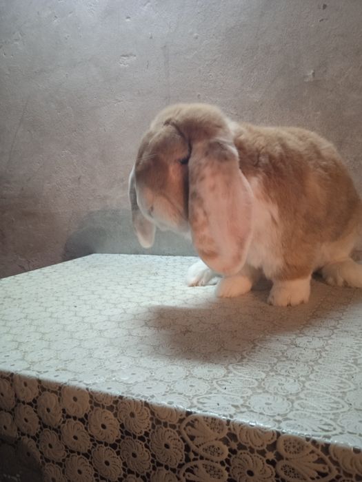 Продам кроля порода французький баран