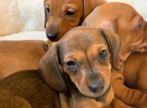 Продам собачат гарненькі хлопчики