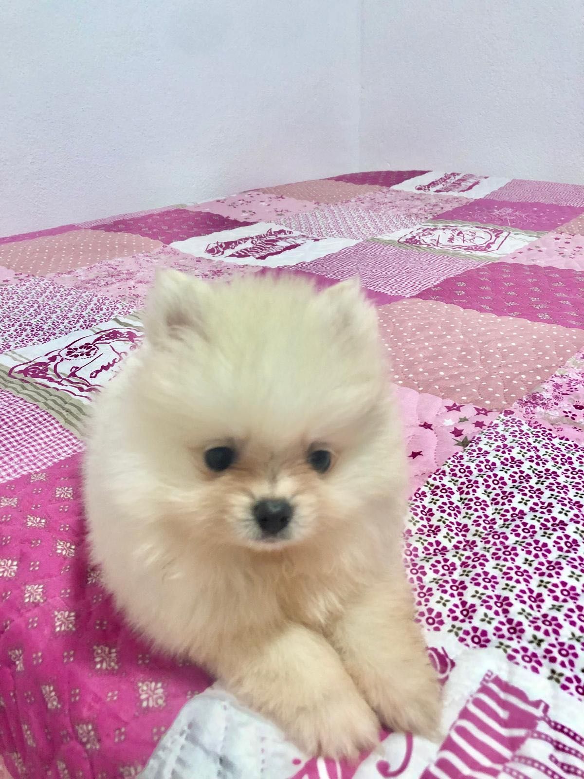 Spitz Alemão Anão Macho