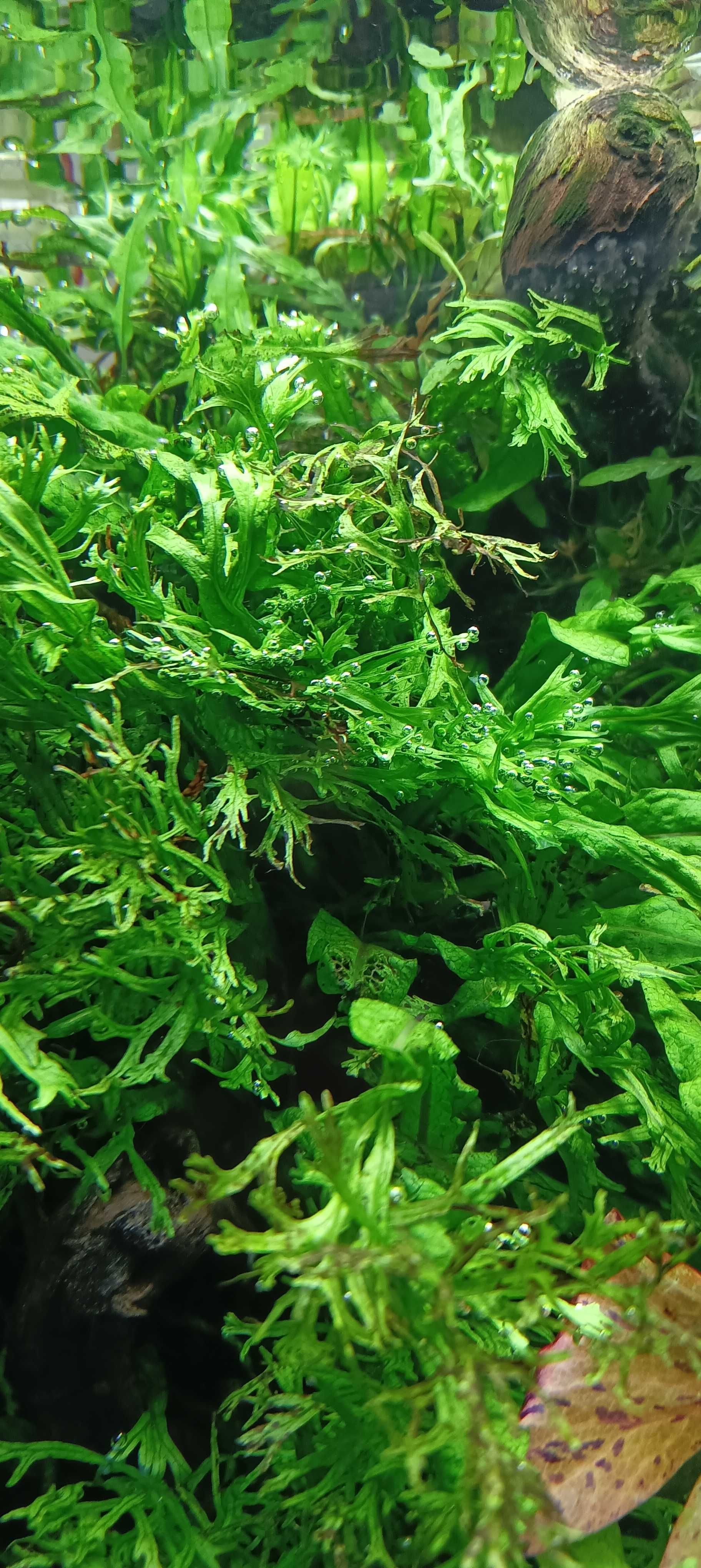 Vendo pack plantas raras aquário - lindas