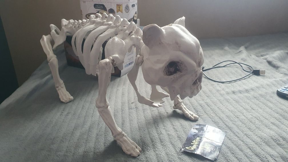 Szkielet psa dog skeleton