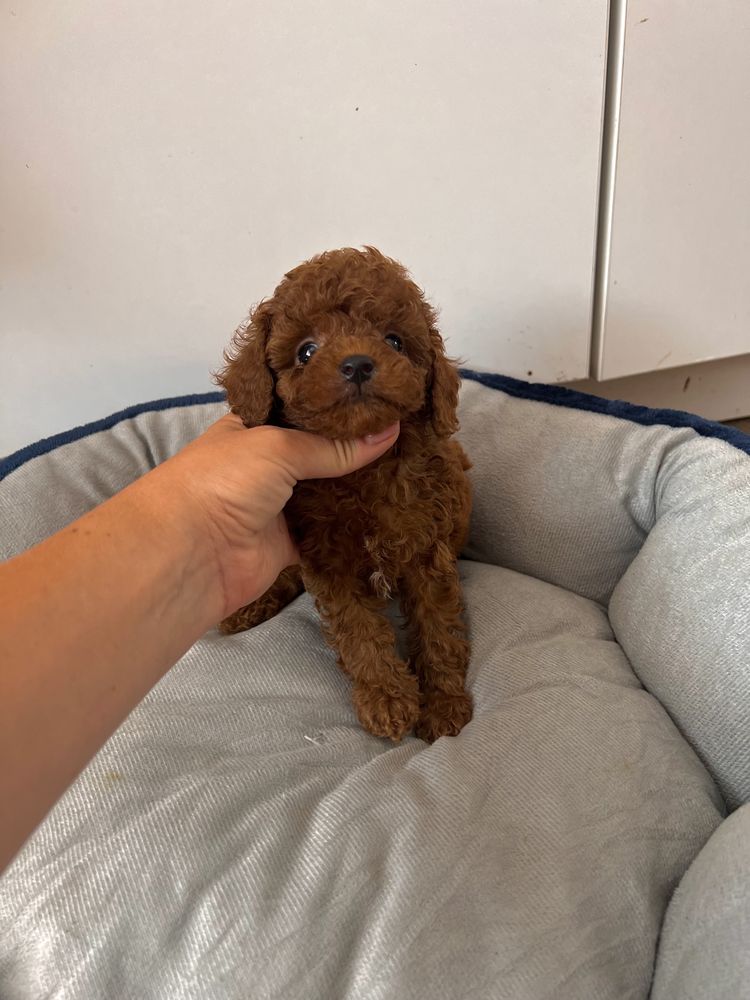 Pudelek toy chlopak chinskie pochodzenie