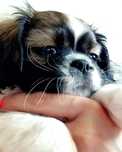 Buster – wyjątkowy Shih-Tzu szuka odpowiedzialnego domu
