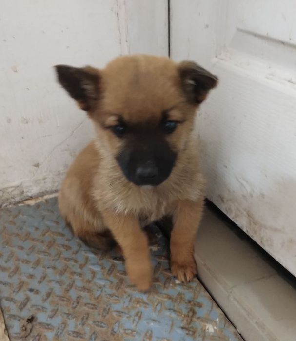 Отдам даром в добрые руки щенков метисы маленькой породы