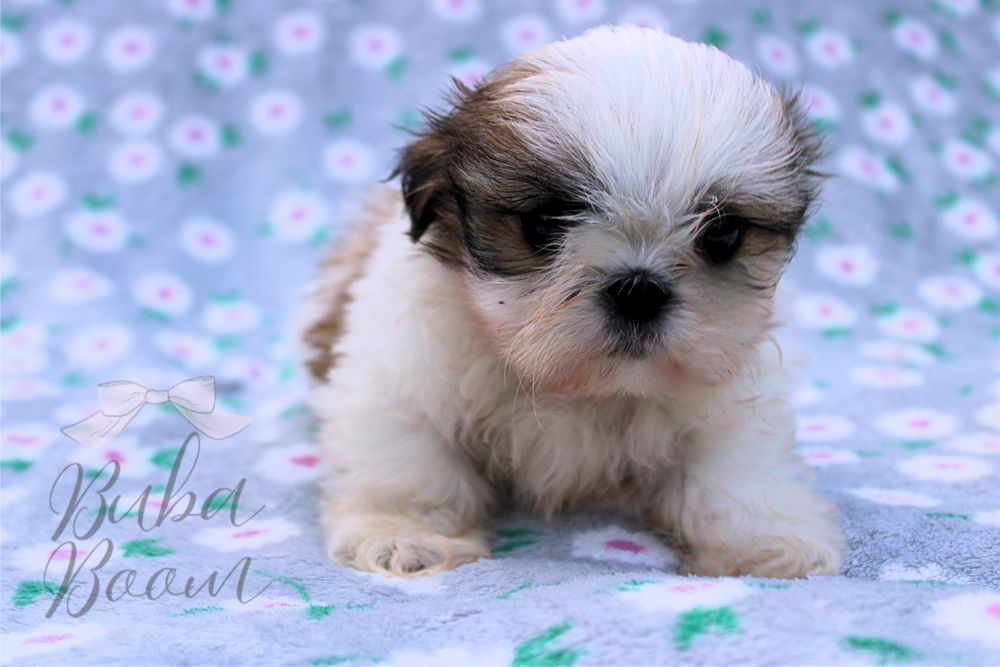 Shihtzu w wersji mini – najmniejszy, uroczy, gotowy do odbioru