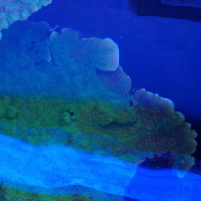 Montipora capricornis Toxic Green