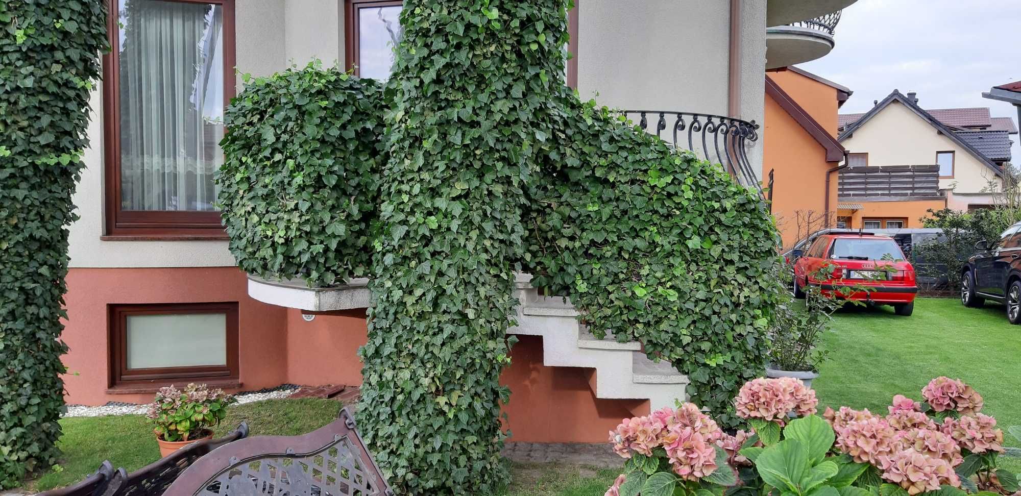 Bluszcz pospolity hedera helix na mur siatkę skarpę