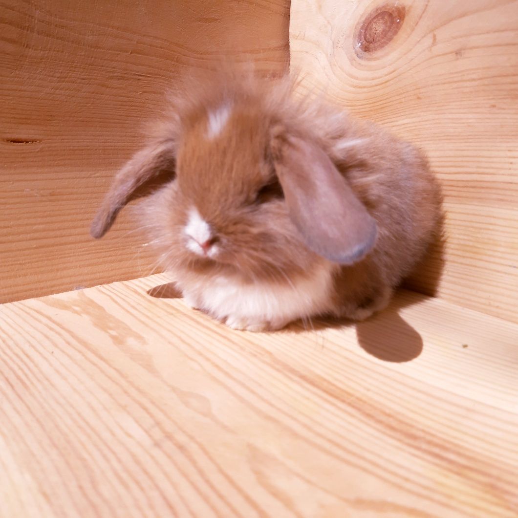 Карликовые супер мини кролики декорат.торчеухие и вислоухие кролики