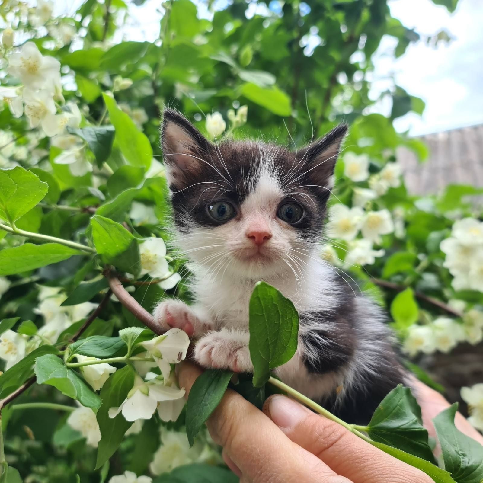 Гарненьке, миле, чемне кошеня. Дівчинка