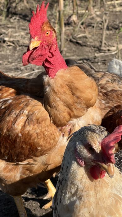 Galo Pescoço Pelado