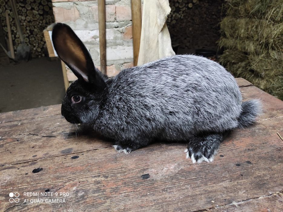 Кролі Полтавське срібло