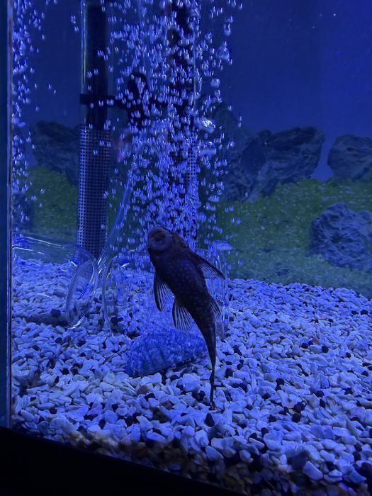 Pleco Ancistrus Femea