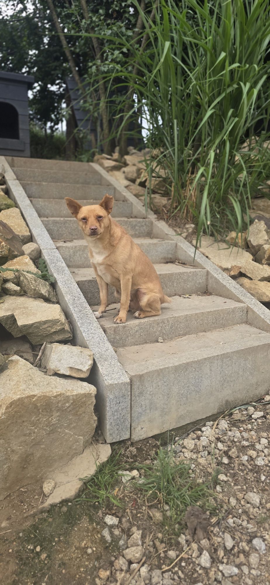 samiec do adopcji