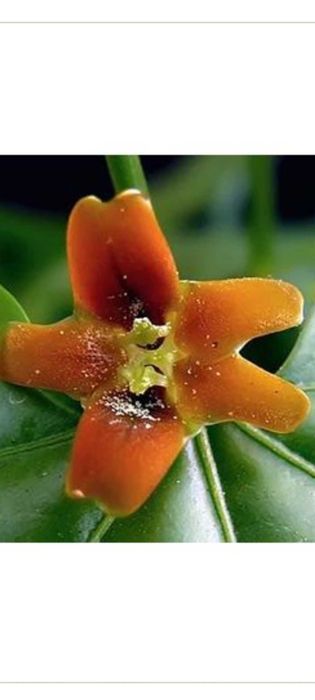 Gerrardanthus macrorhizus Геррардантус макроризус