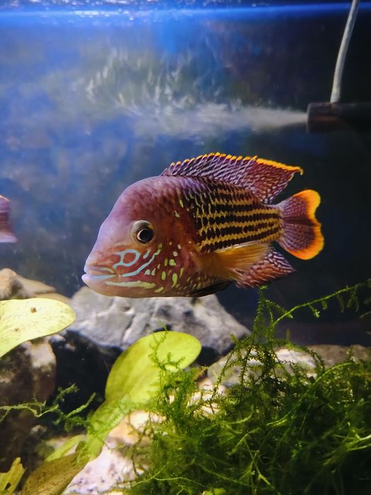 Para akary pomarańczowo płetwy.