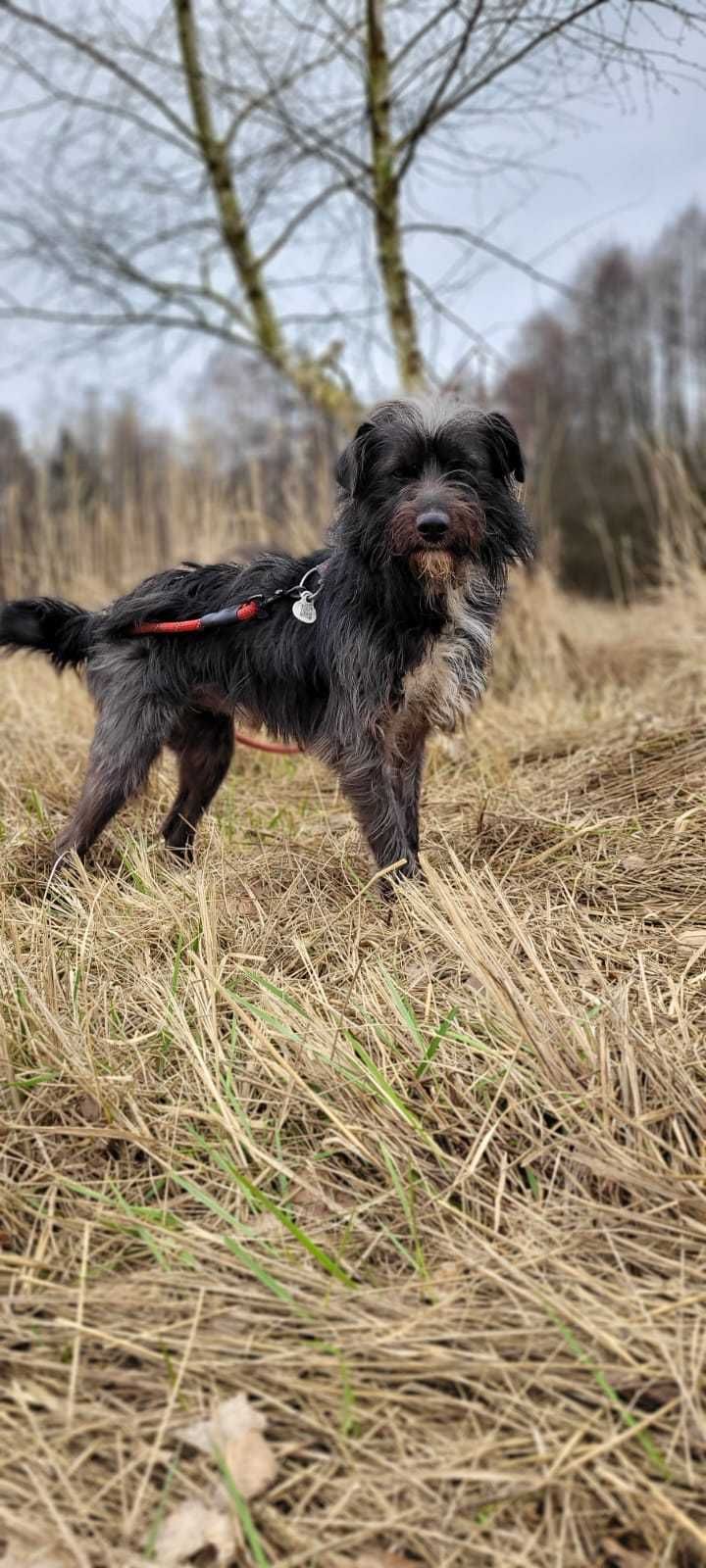 Terrierkowaty Jumper do adopcji