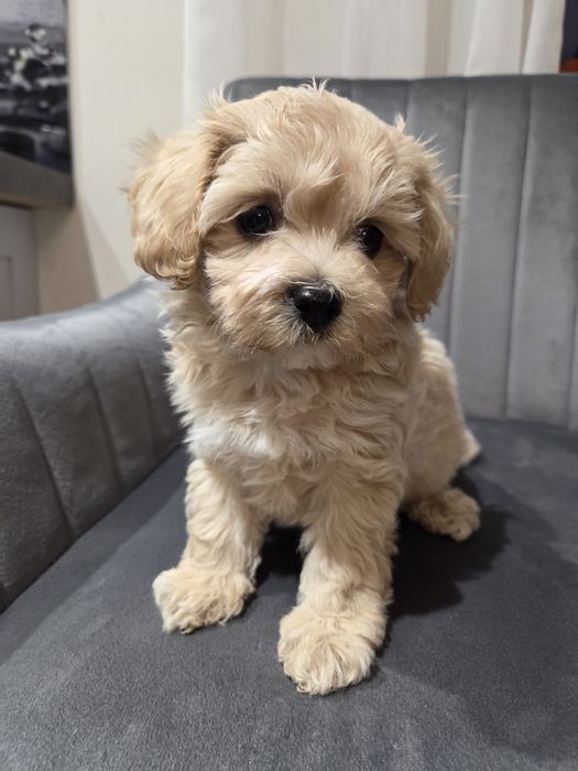 Pudel & maltańczyk maltipoo szczeniak
