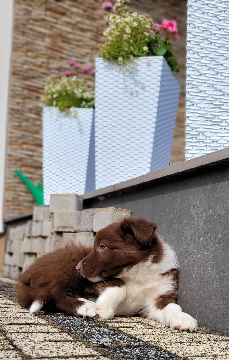 Border Collie Ślicznie Umaszczony Psiak