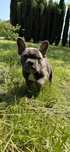 Buldog francuski szczeniak blue french buldog rodowód