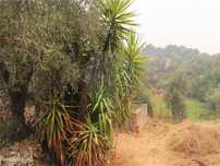 Quinta  para venda