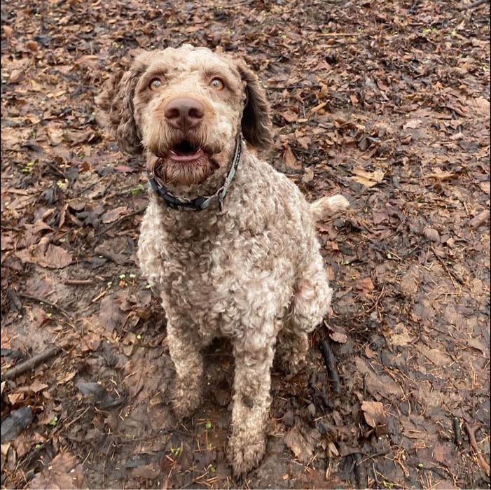 Lagotto romagnolo suczka ZKwP FCI biało brązowa
