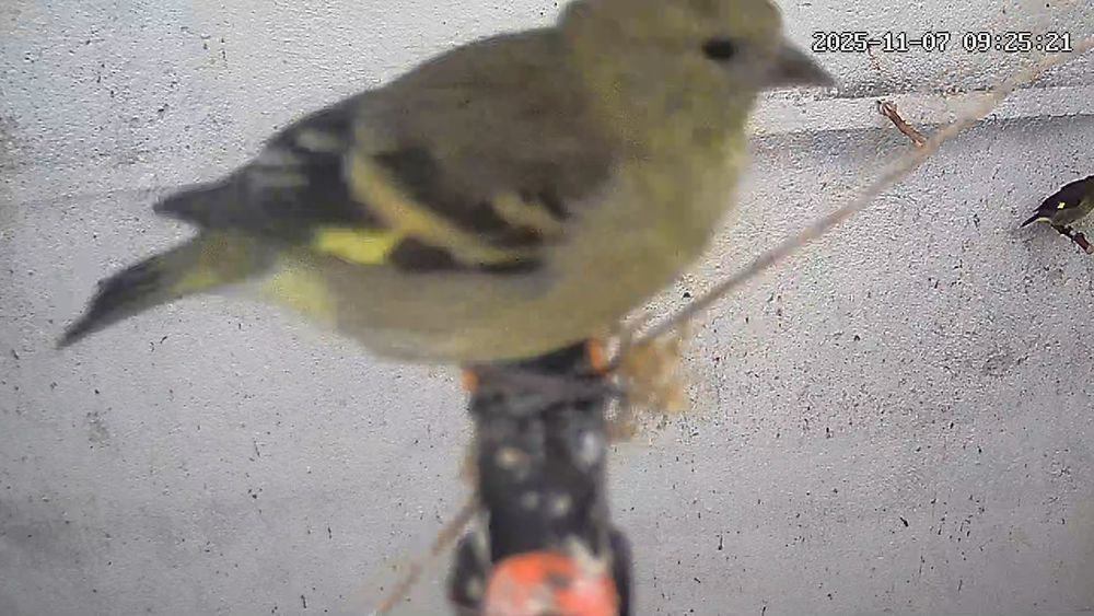 Venda ou troca por macho