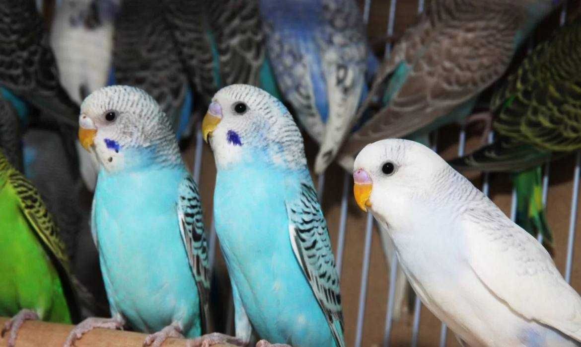 Молодые ручные Волнистые попугаи