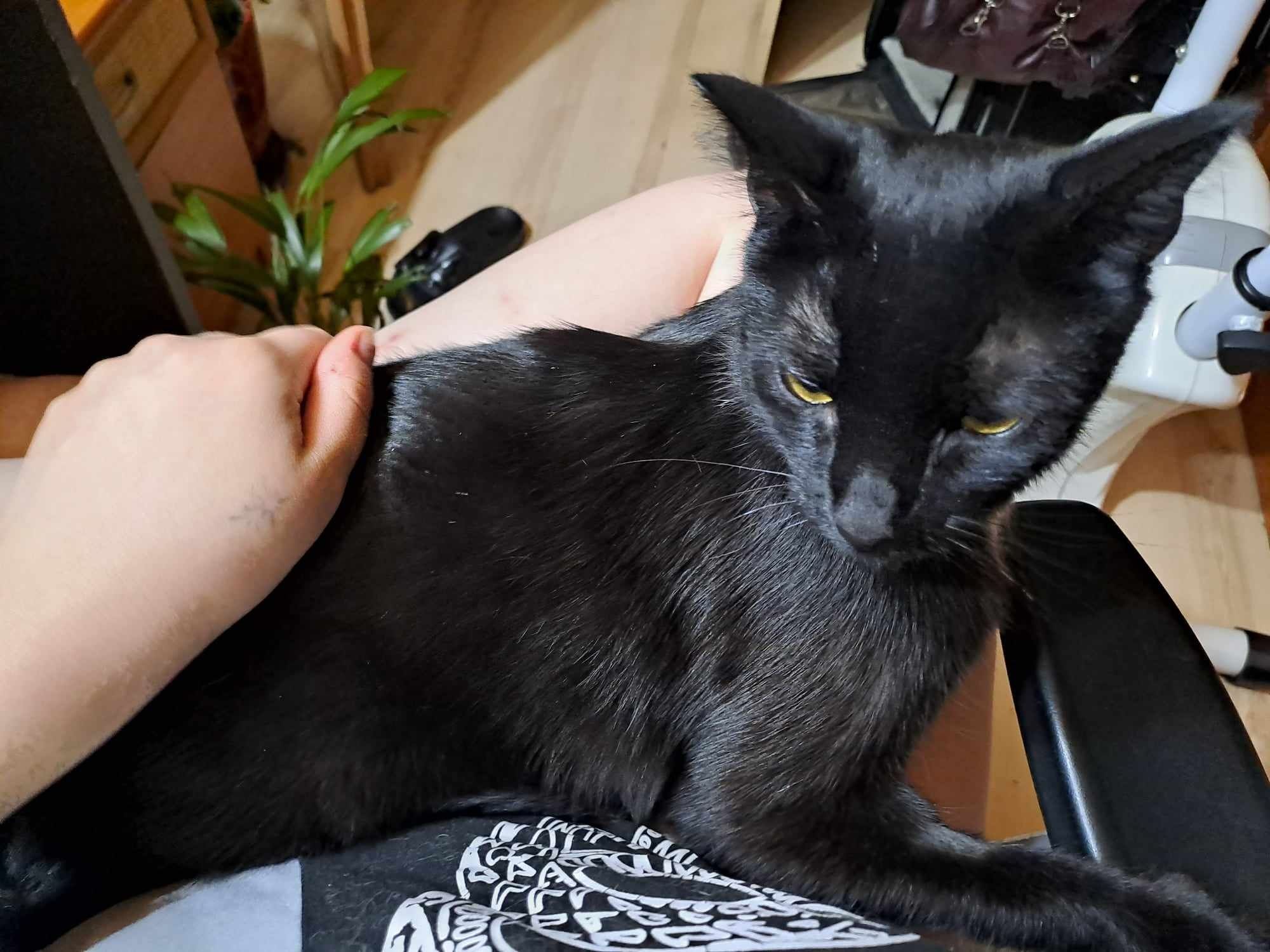 Kto adoptuje kotka Kodę?